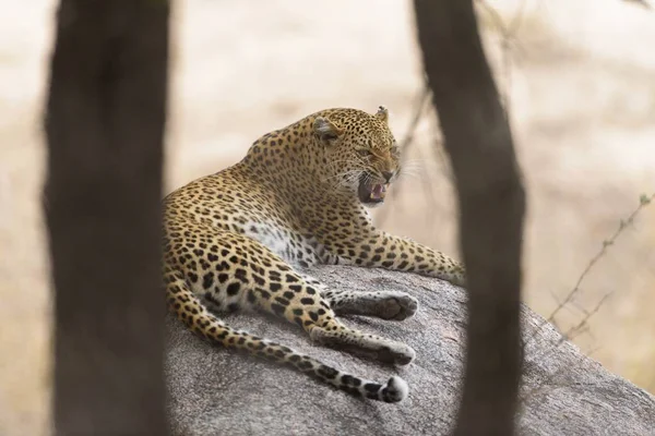A selective focus shot of a leopard laying on a rock with its mouth open