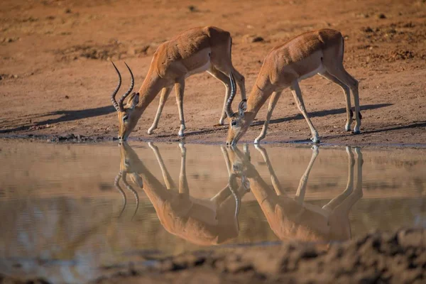 Selektywne ujęcie ostrości holownika kudu wody pitnej — Zdjęcie stockowe