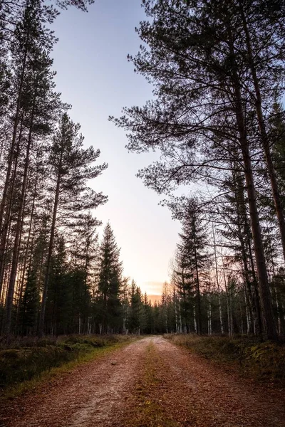 Scatto verticale di un sentiero vuoto nel bosco con alberi alti durante il tramonto — Foto Stock