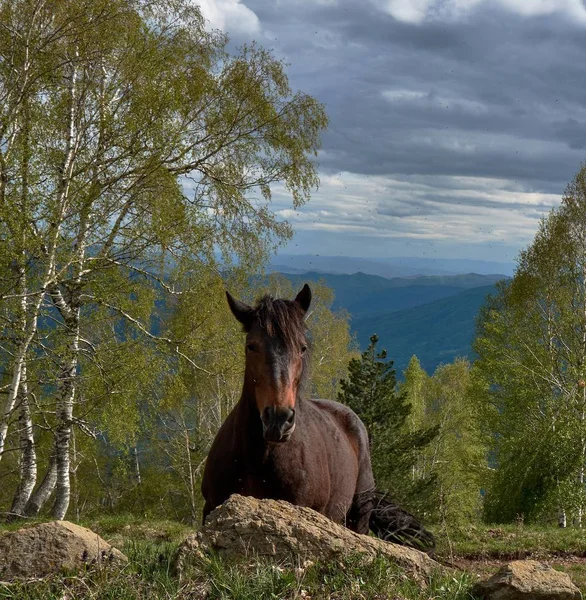 Magnifique Cheval Brun Fièrement Debout Dans Les Montagnes Sous Ciel — Photo