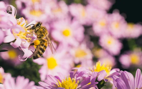 Tiro de foco seletivo de uma abelha comendo o néctar das pequenas flores rosa aster — Fotografia de Stock