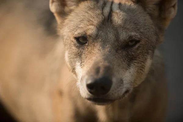 Kameraya bakarken bir kurt köpeğini yakından çek. — Stok fotoğraf