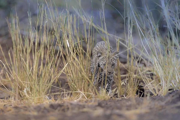 Selective Focus Shot Baby Leopard Dry Grassy Field While Looking Stock Picture