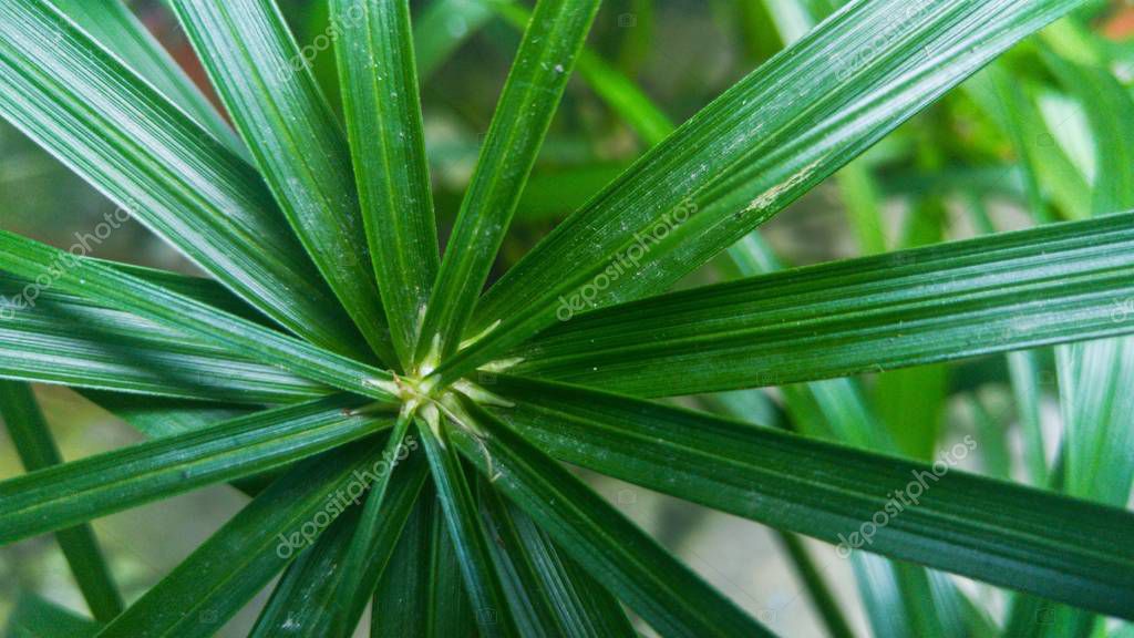 A closeup shot of a saw palmetto plant