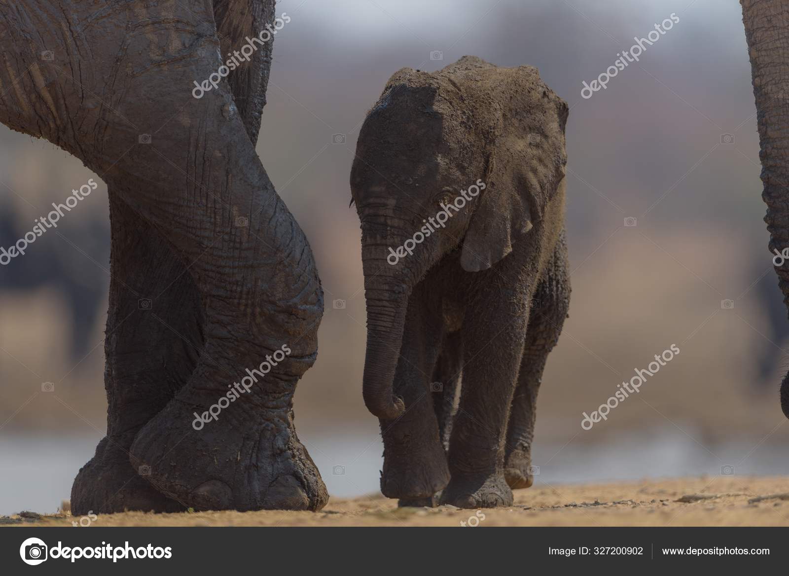 Closeup Shot Baby Elephant Walking Its Mother Stock Photo Image By C Wirestock