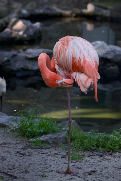 Egy Függőleges Közelkép Egy Gyönyörű Rózsaszín Flamingóról Ami Mellett Áll — Stock Fotó