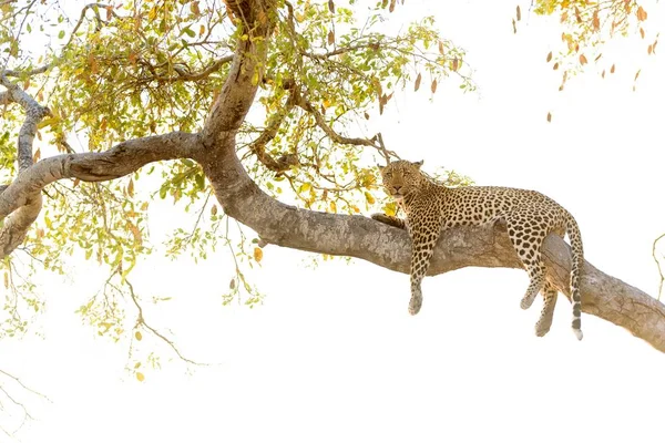 Leopardo Tendido Árbol Mientras Mira Cámara —  Fotos de Stock