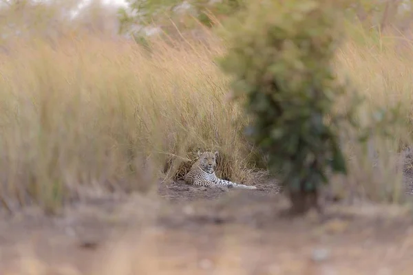 Tiro Seletivo Foco Leopardo Que Coloca Chão Distância — Fotografia de Stock