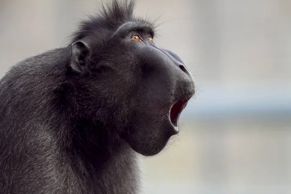 Macacos de bebê Macaco-aranha marrom Primata, macaco dos desenhos