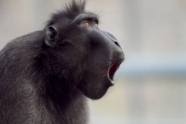 一只狒狒在模糊的背景下发出声音的特写镜头 — 图库照片