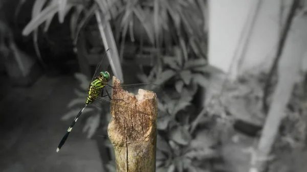 Nahaufnahme Einer Libelle Auf Einer Holzoberfläche Mit Graustufen Hintergrund — Stockfoto