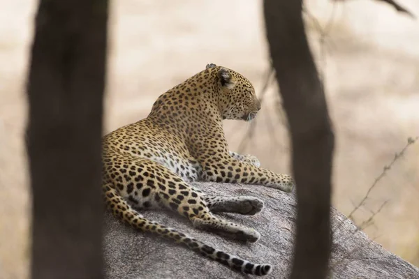 Селективный Снимок Леопарда Лежащего Камне — стоковое фото