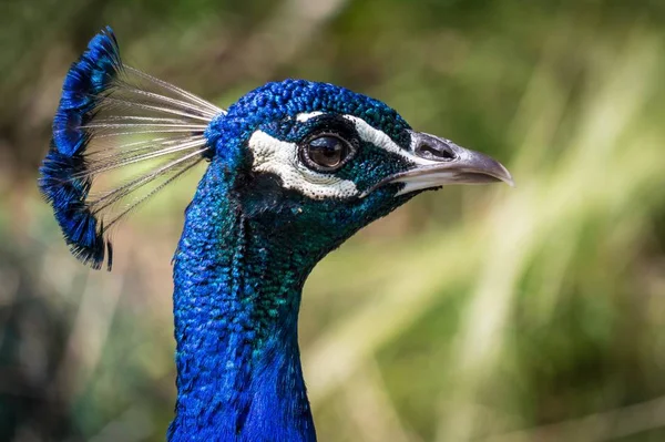 Closeup Headshot Blue Feathered Peacock Blurry Background — Stock Photo, Image