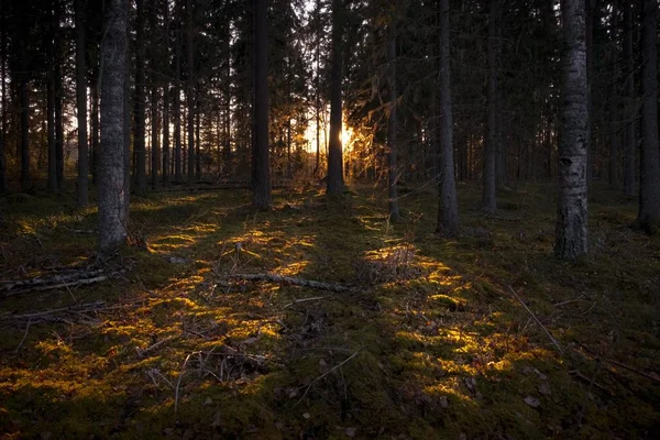 Stralen Van Zon Verlichten Het Donkere Bos Met Hoge Bomen — Stockfoto