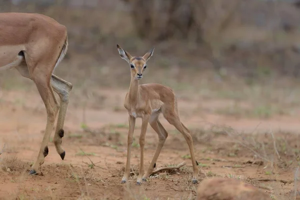 Nahaufnahme Eines Rehbabys Das Der Nähe Seiner Mutter Steht — Stockfoto