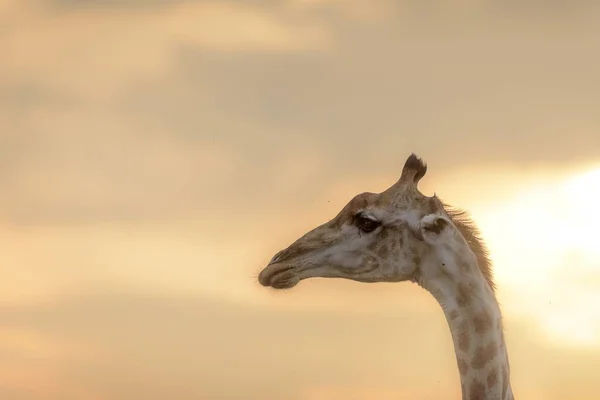 一张长颈鹿脸的特写照片 背景上的天空模糊不清 — 图库照片