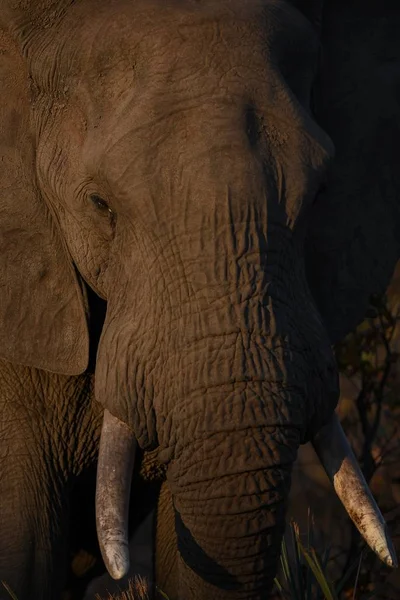 Una Toma Vertical Elefante Mirando Hacia Cámara —  Fotos de Stock