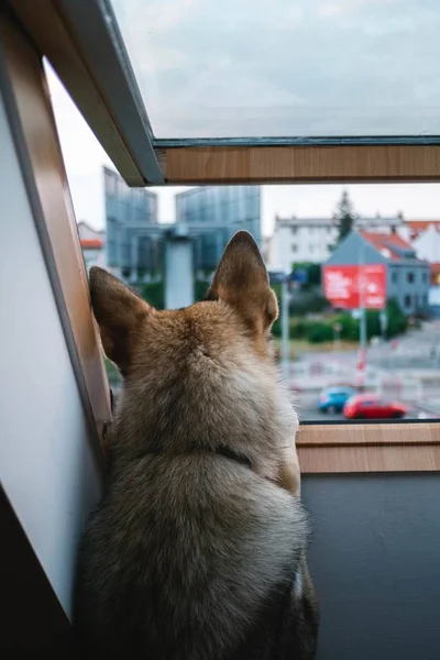 Wolfdog Regardant Rue Par Fenêtre — Photo