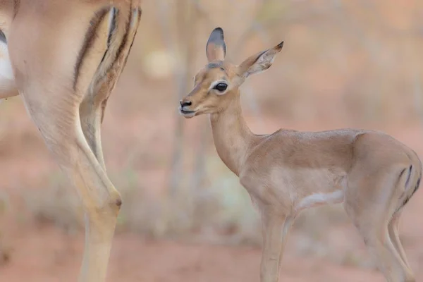 Plan Sélectif Bébé Cerf Debout Près Mère — Photo