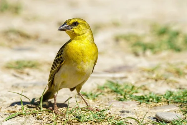 Sarı Dokumacı Kuş Yaklaş — Stok fotoğraf