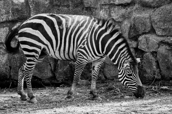 Greyscale Shot Beautiful Zebra Standing Stone Wall — ストック写真