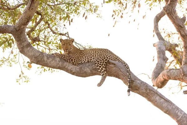 Leopardo Tendido Árbol Mientras Mira Cámara —  Fotos de Stock