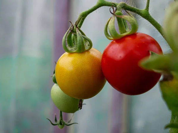 A closeup shot of differently shaded organic tomatoes with green prickly leaflets