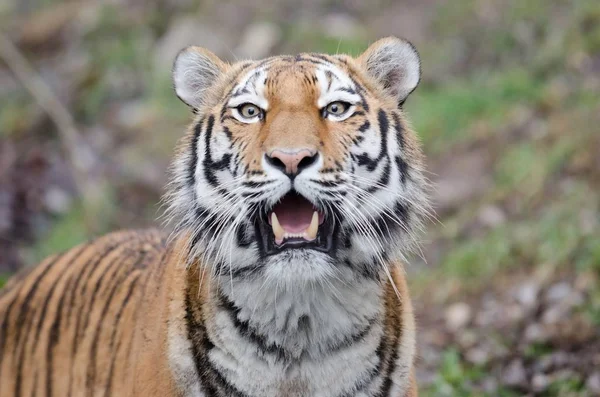 Närbild Tiger Med Öppen Mun Medan Han Stirrar Kameran — Stockfoto