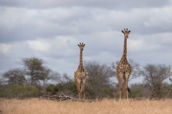 Una Selettiva Messa Fuoco Giraffe Piedi Vicino All Altro — Foto Stock