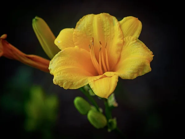 Селективный Снимок Красивого Желтого Цветка Фрезии Размытым Темным Фоном — стоковое фото