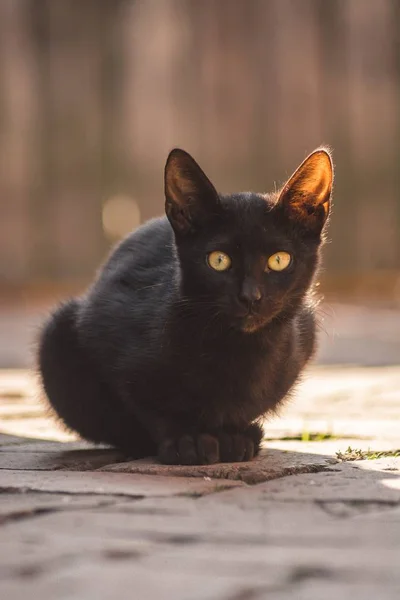 Primer Plano Vertical Lindo Gato Negro Con Ojos Verdes Sentado —  Fotos de Stock