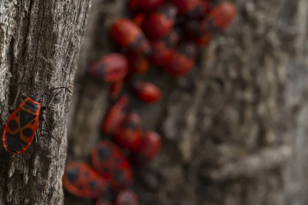 Closeup Shot Red Bug Walking Tree — Stock Photo, Image