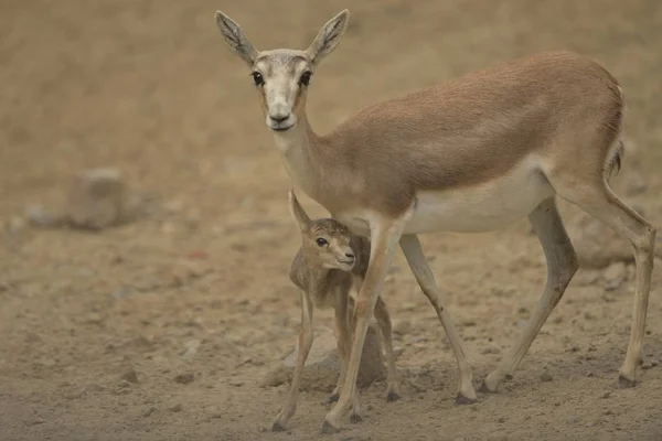 Ciervo bebé de pie cerca de su madre con un fondo borroso —  Fotos de Stock