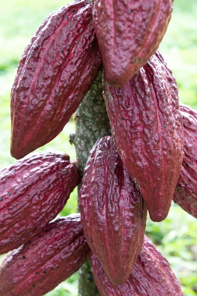 A vertical selective focus shot of Theobroma cacao growing on a tree getting ready to become chocolate