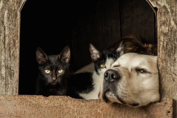 Detailní Záběr Rypáky Spícího Psa Dvě Probuzené Kočky — Stock fotografie
