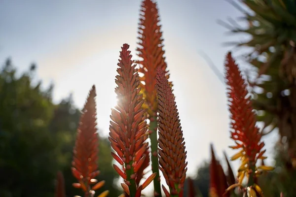 Tiro Foco Seletivo Luz Solar Iluminando Plantas Pente Galo Prata — Fotografia de Stock