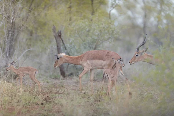 Une Prise Vue Sélective Cerfs Marchant Près Leurs Bébés — Photo