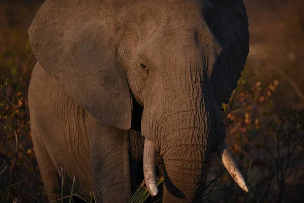 Een Close Shot Van Een Olifant — Stockfoto