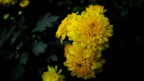 Primer Plano Una Flor Crisantemo Amarillo Rodeada Hojas Verdes —  Fotos de Stock