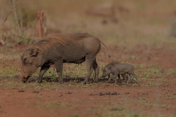 Eine Selektive Fokusaufnahme Von Wasserschweinen Die Der Nähe Ihrer Mutter — Stockfoto