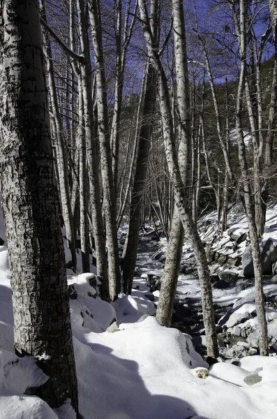 Sentier Dans Une Forêt Entourée Pierres Arbres Couverts Neige Sous — Photo