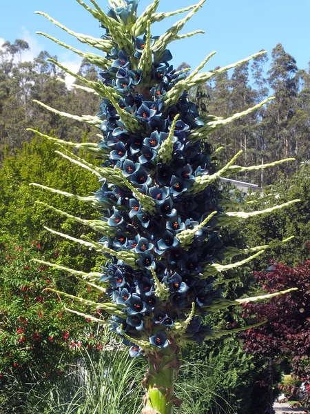 Primo piano verticale di una pianta selvatica fiorita blu che cresce in mezzo alla foresta — Foto Stock