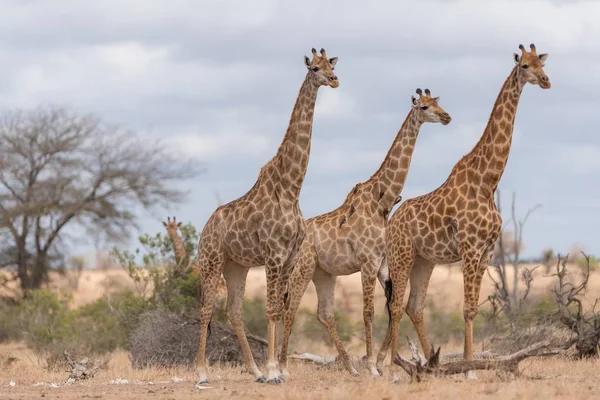 Een Selectieve Focusshot Van Drie Giraffen Die Naast Elkaar Staan — Stockfoto