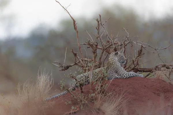 Вибірковий Фокусний Знімок Леопарда Лежить Пагорбі — стокове фото