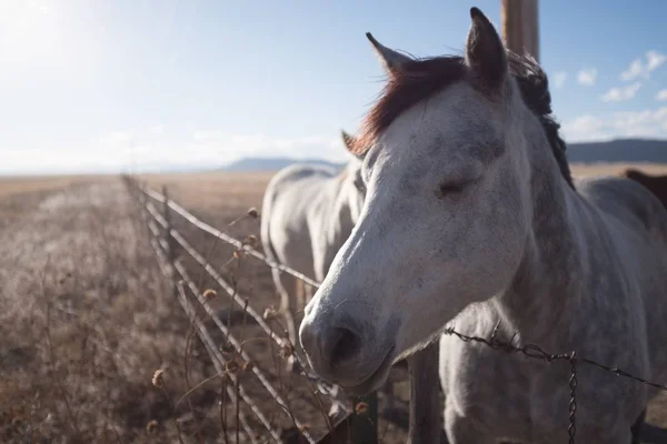Nahaufnahme Eines Niedlichen Weißen Pferdes Mit Geschlossenen Augen Auf Dem — Stockfoto