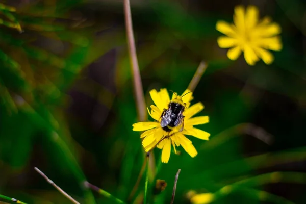 Enfoque Selectivo Una Abeja Cosechando Néctar Una Flor Amarilla —  Fotos de Stock