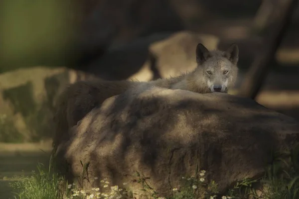 Wolfdog parado detrás de una roca mientras mira hacia la cámara — Foto de Stock