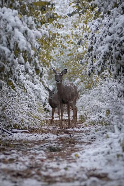 Vertical Shot Cute Fawn Standing Next Its Mother Snowy Forest — ストック写真