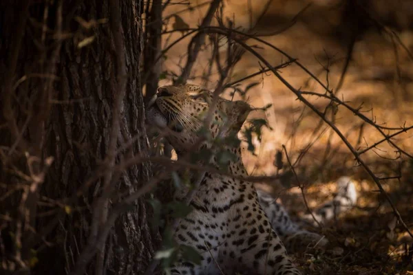 Tiro Foco Seletivo Leopardo Deitado Perto Uma Árvore Enquanto Olha — Fotografia de Stock