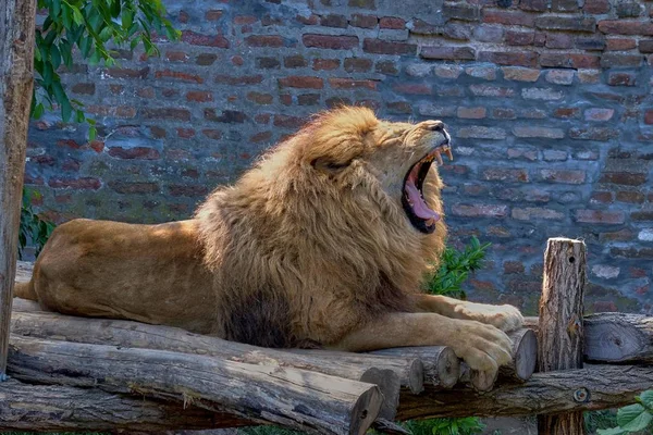 Uzavřený Záběr Lva Zívajícího Při Sezení Dřevěných Tyčích Zoo — Stock fotografie